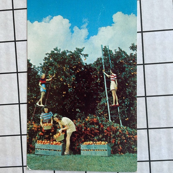 Vintage Florida postcards (6), postmarked from 1910, 1938, ca 1950's-1960's - Picture 11 of 14